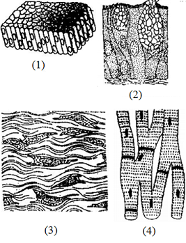 Structural organisation in animals (Animal Tissues)